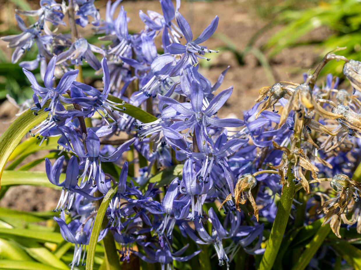 Пролеска перуанская - Scilla peruviana