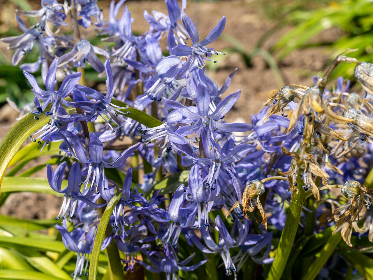 !!Scilla peruviana _2026-04-18_1-19