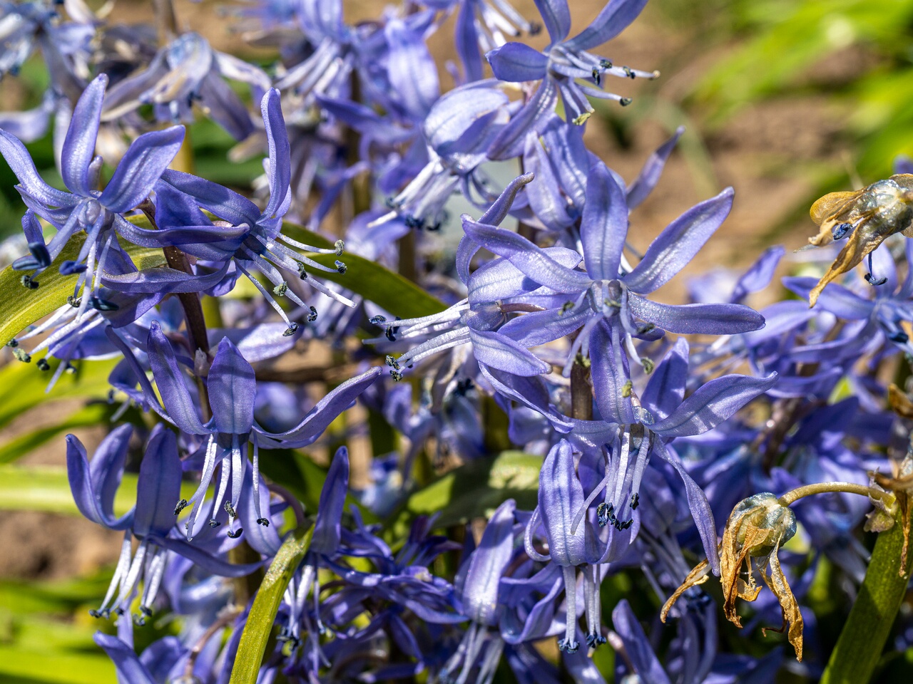 !!Scilla peruviana _2026-04-18_1-20