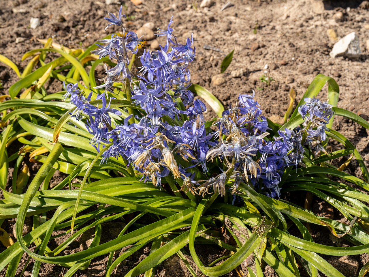 Scilla peruviana _2026-04-18_1-17