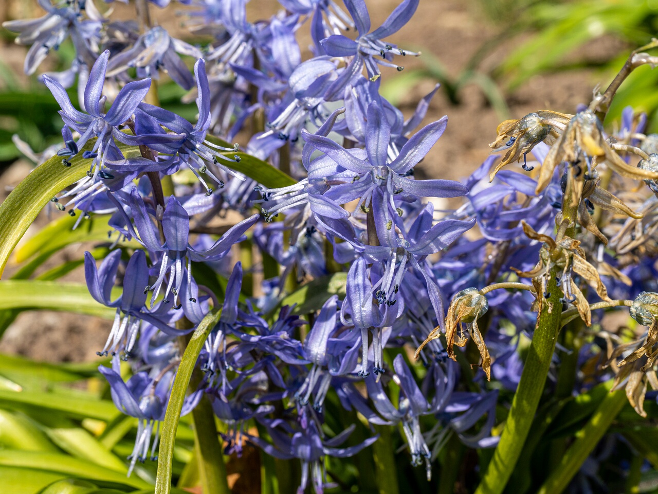 Scilla peruviana _2026-04-18_1-18