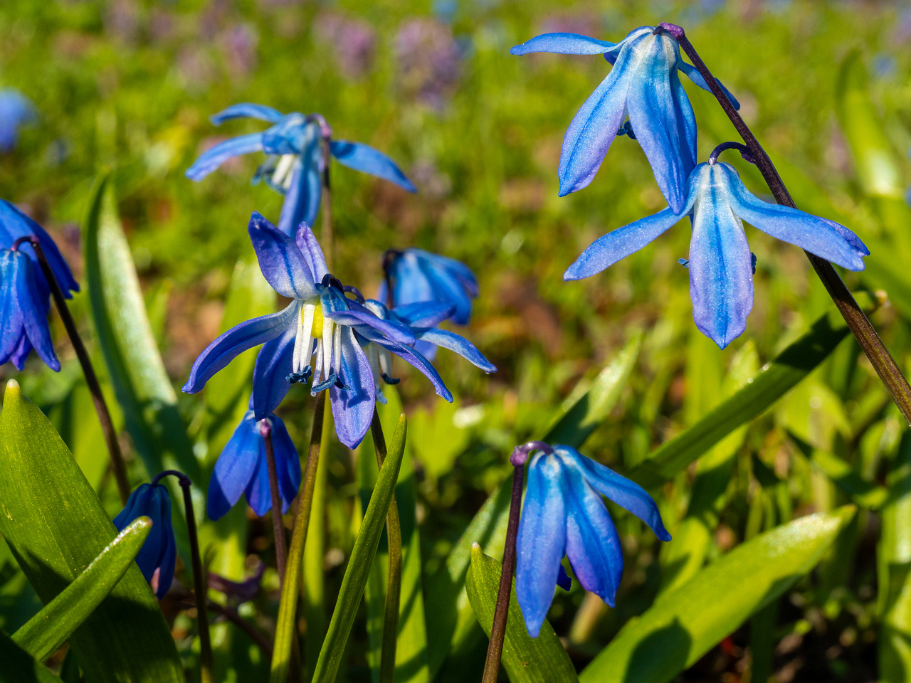 _luganuse-kalmistu_1-29