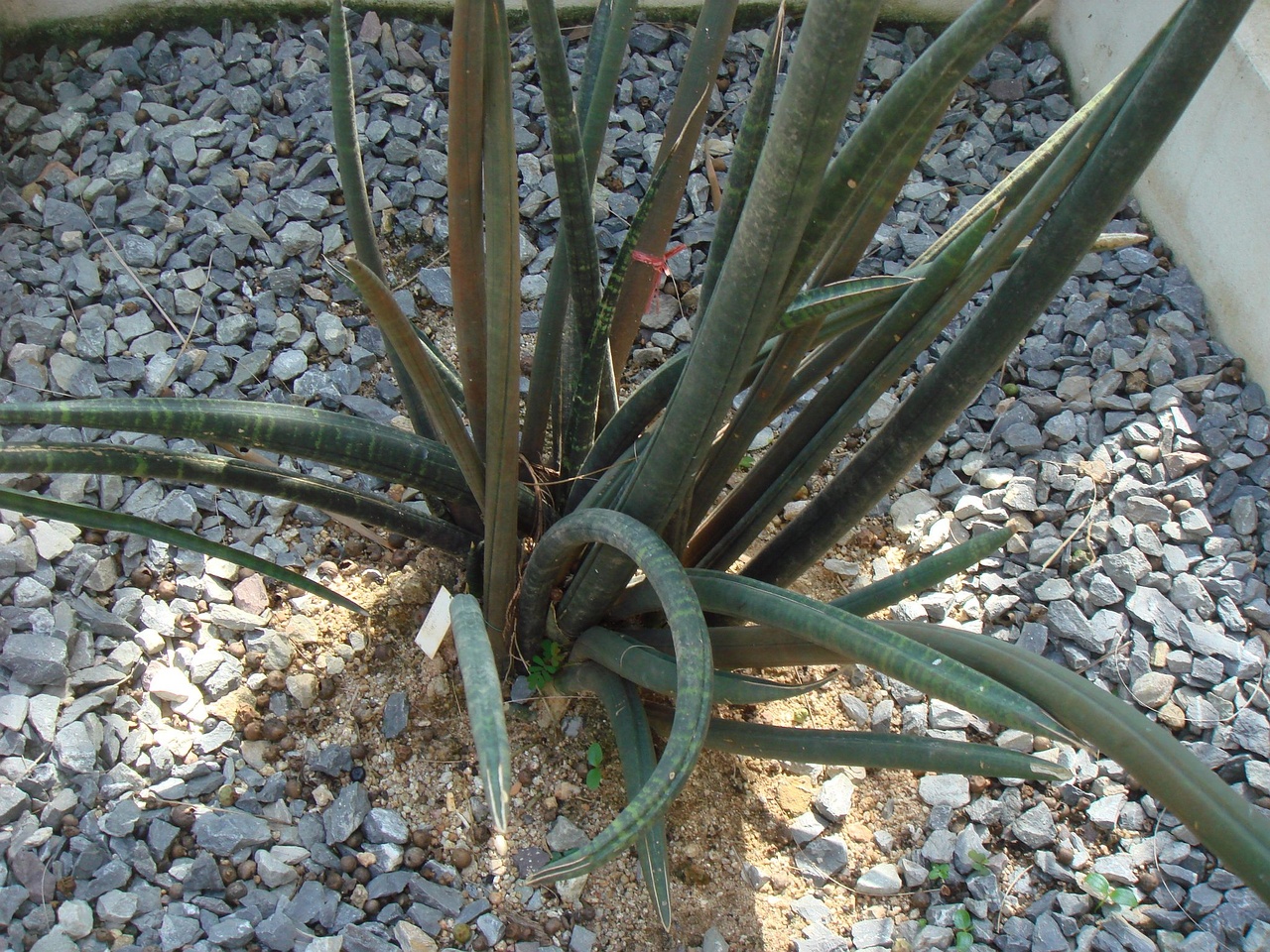 DSC04980