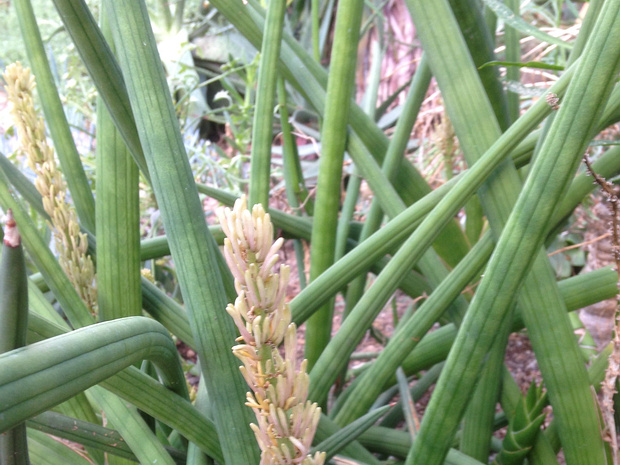 Сансевиерия цилиндрическая - Sansevieria cylindrica var patula