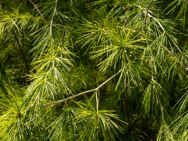 Спаржа тонколистная - Asparagus laricinus