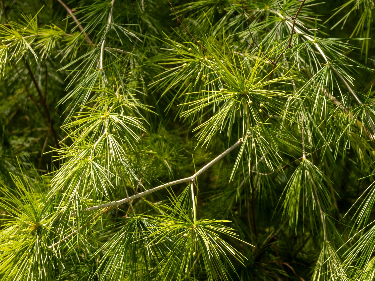 !Protasparagus laricinus _2025-05-13_1-6
