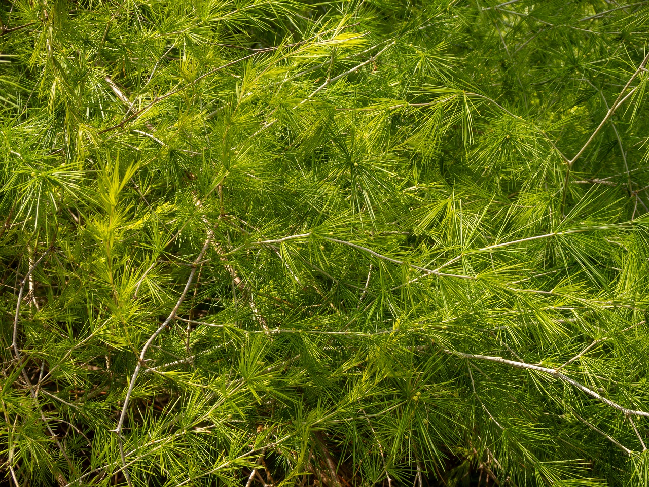 Protasparagus laricinus _2025-05-13_1-1