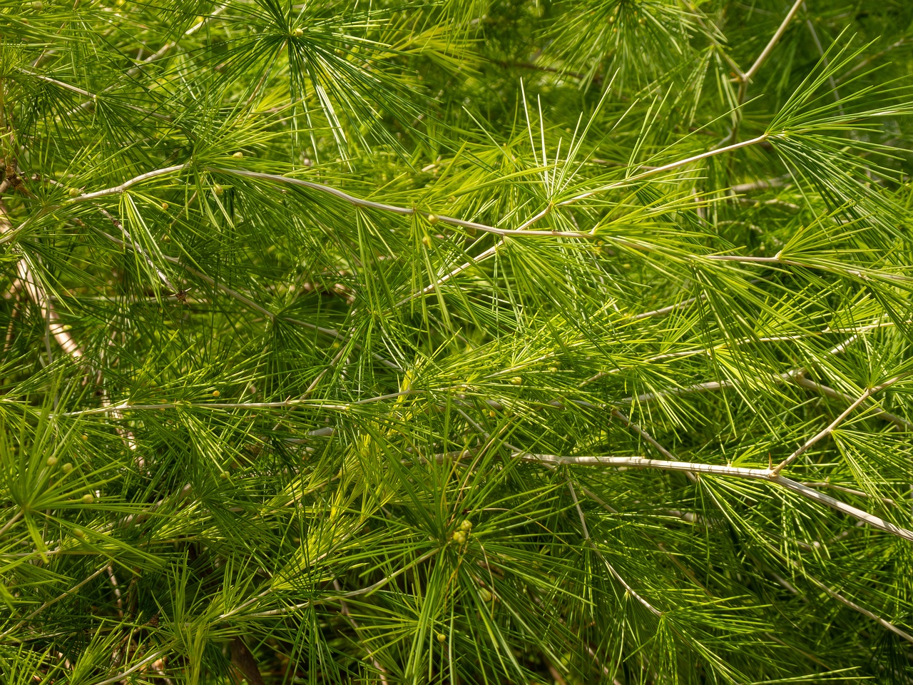 Protasparagus laricinus _2025-05-13_1-2