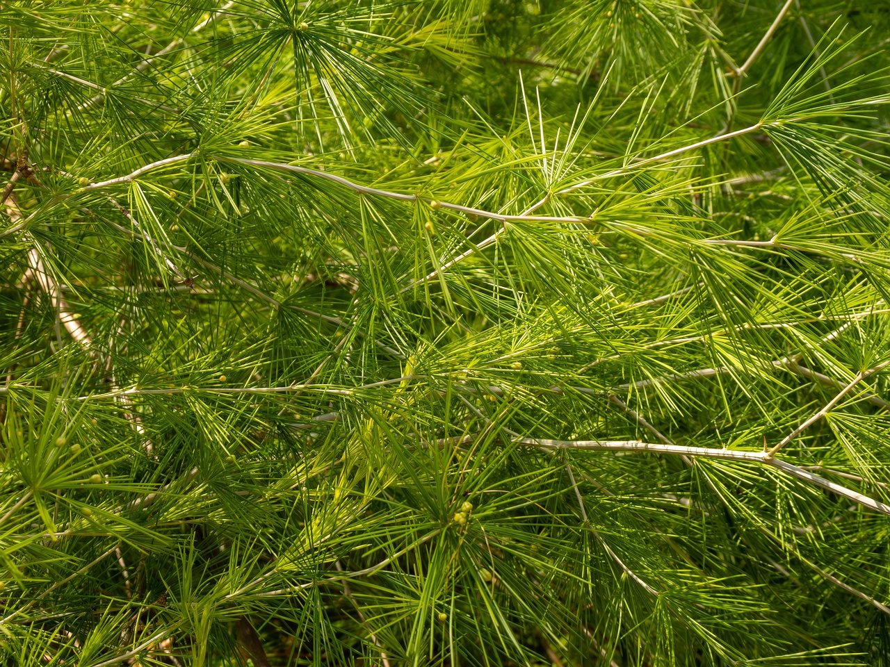 Protasparagus laricinus _2025-05-13_1-3