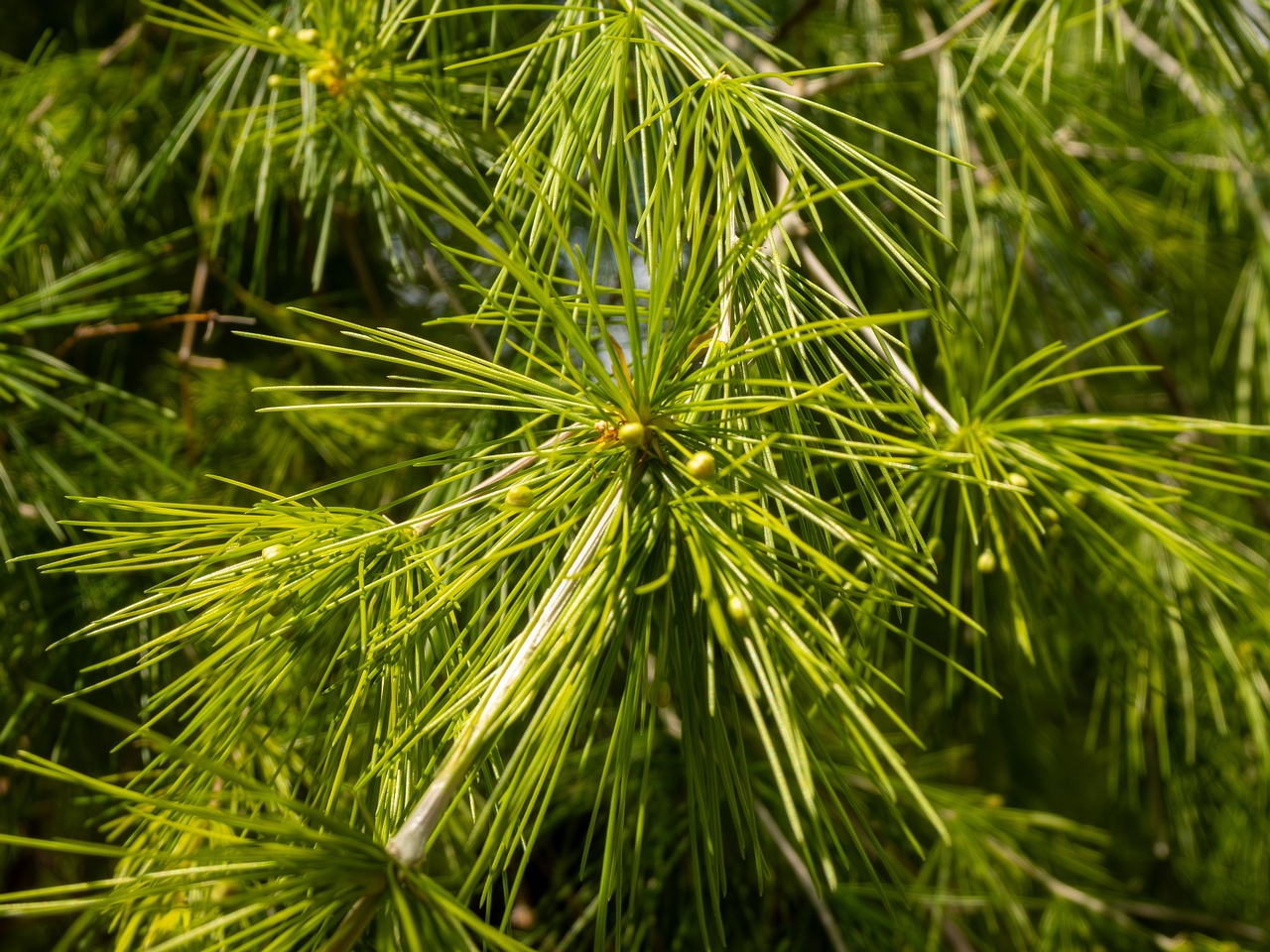Protasparagus laricinus _2025-05-13_1-4