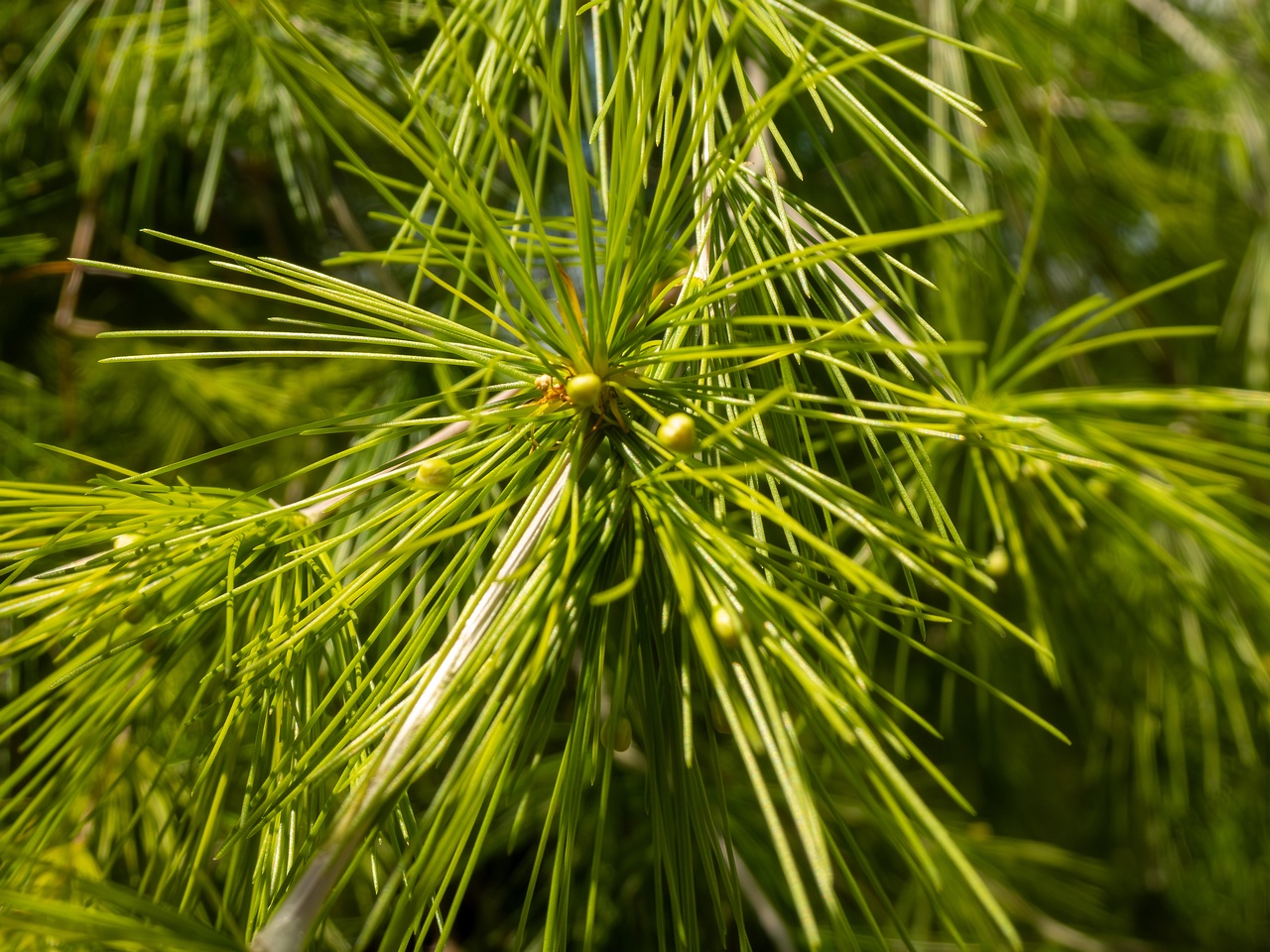 Protasparagus laricinus _2025-05-13_1-5