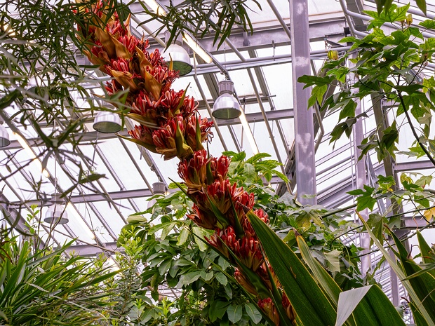 Дориантовые - Doryanthaceae Doryanthes is the sole genus in the flowering plant family Doryanthaceae. The genus consists of two species, D. excelsa...