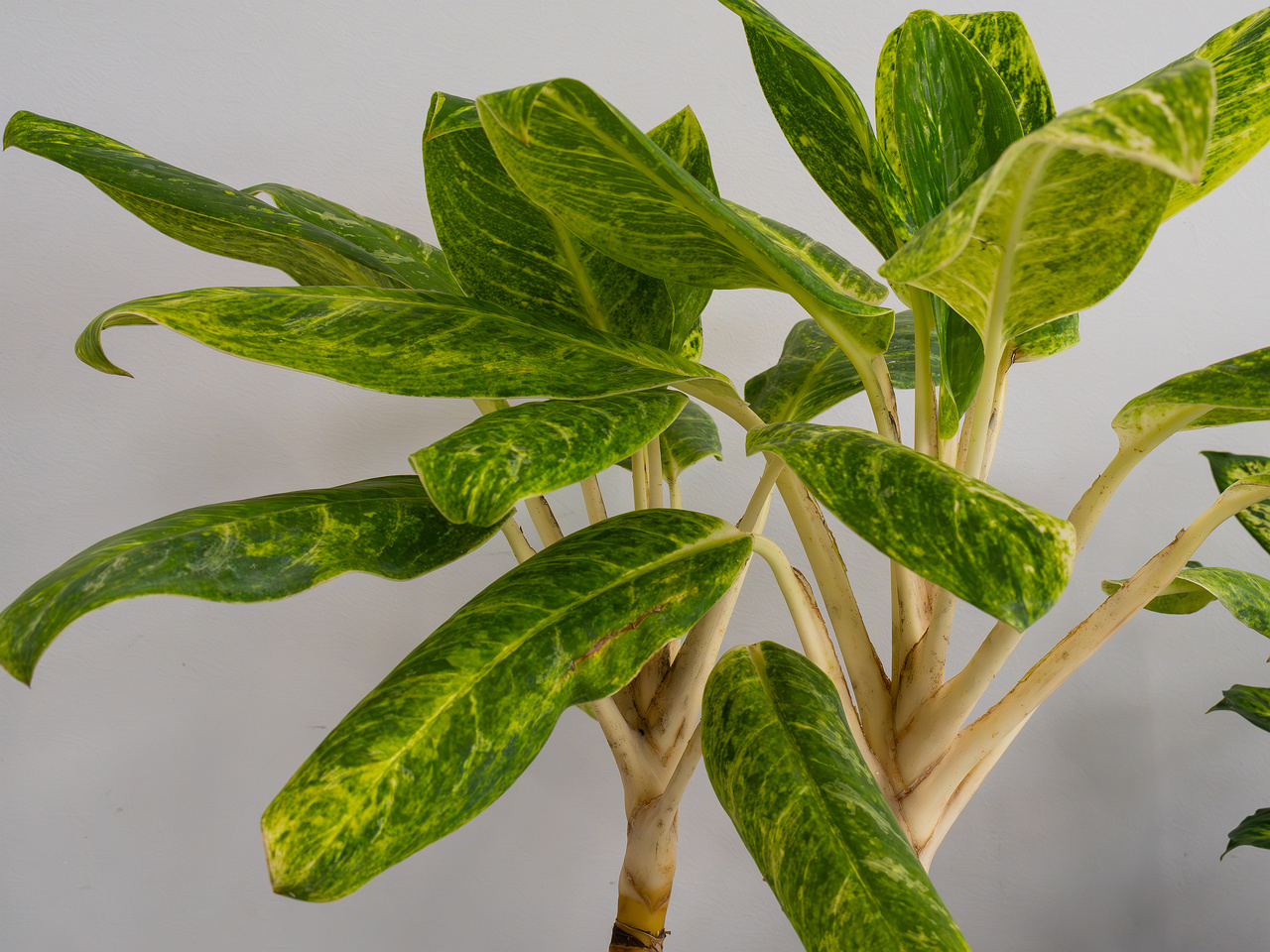 Aglaonema commutatum 'King of Siam' _2025-04-12_1-1