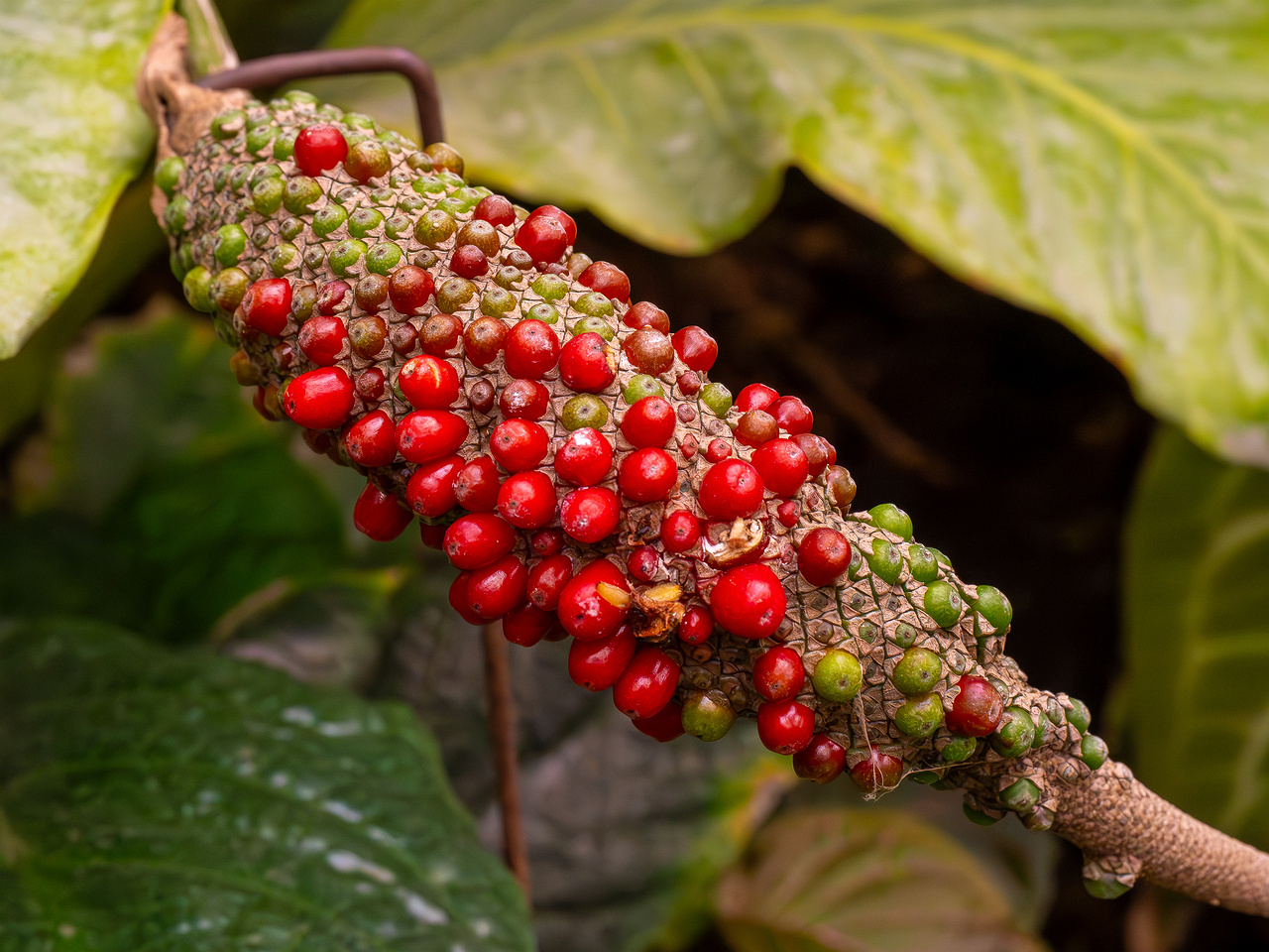 Anthurium hookeri _2025-04-12_1-2
