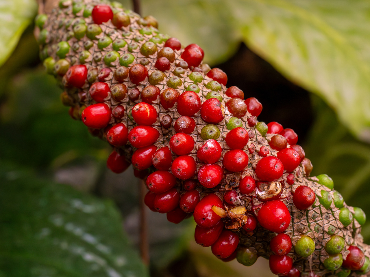 Anthurium hookeri _2025-04-12_1-3