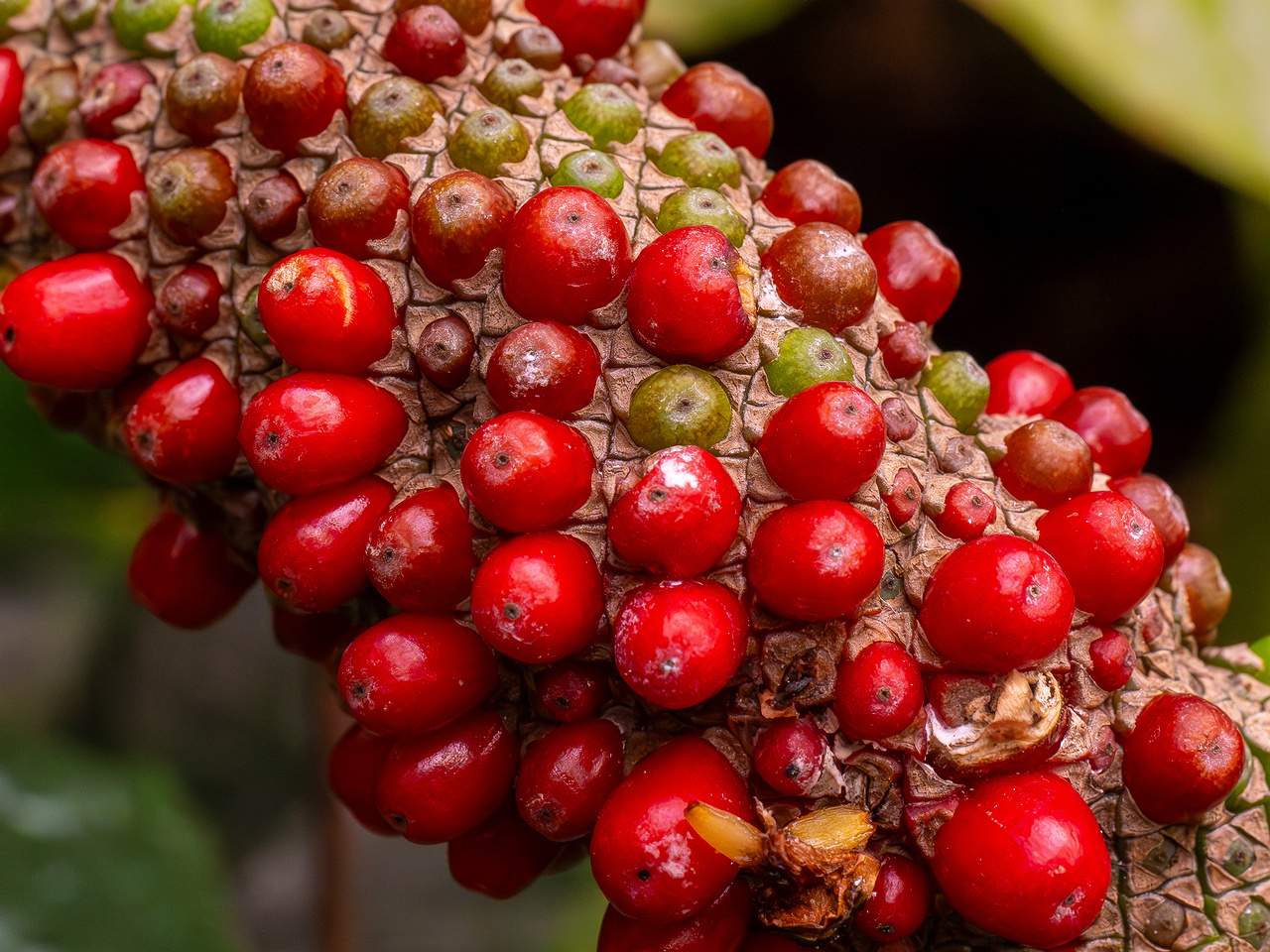 Anthurium hookeri _2025-04-12_1-4