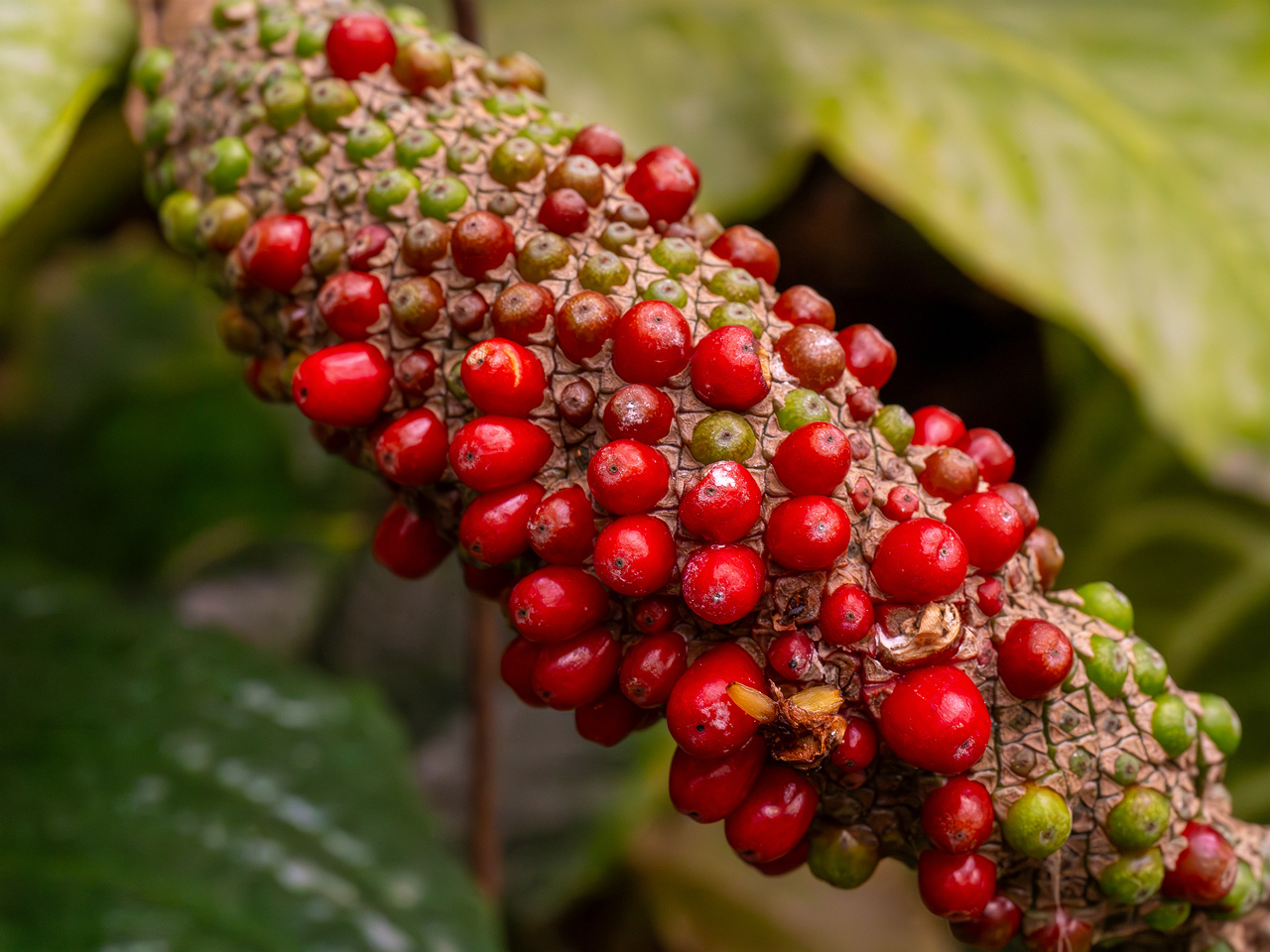 Anthurium hookeri _2025-04-12_1-5