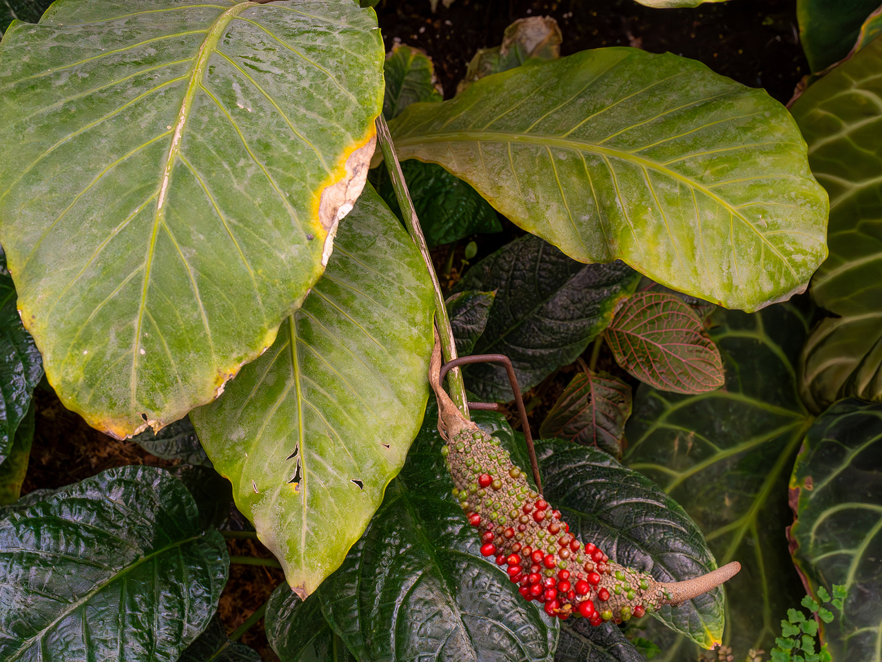 Anthurium hookeri _2025-04-12_1-6