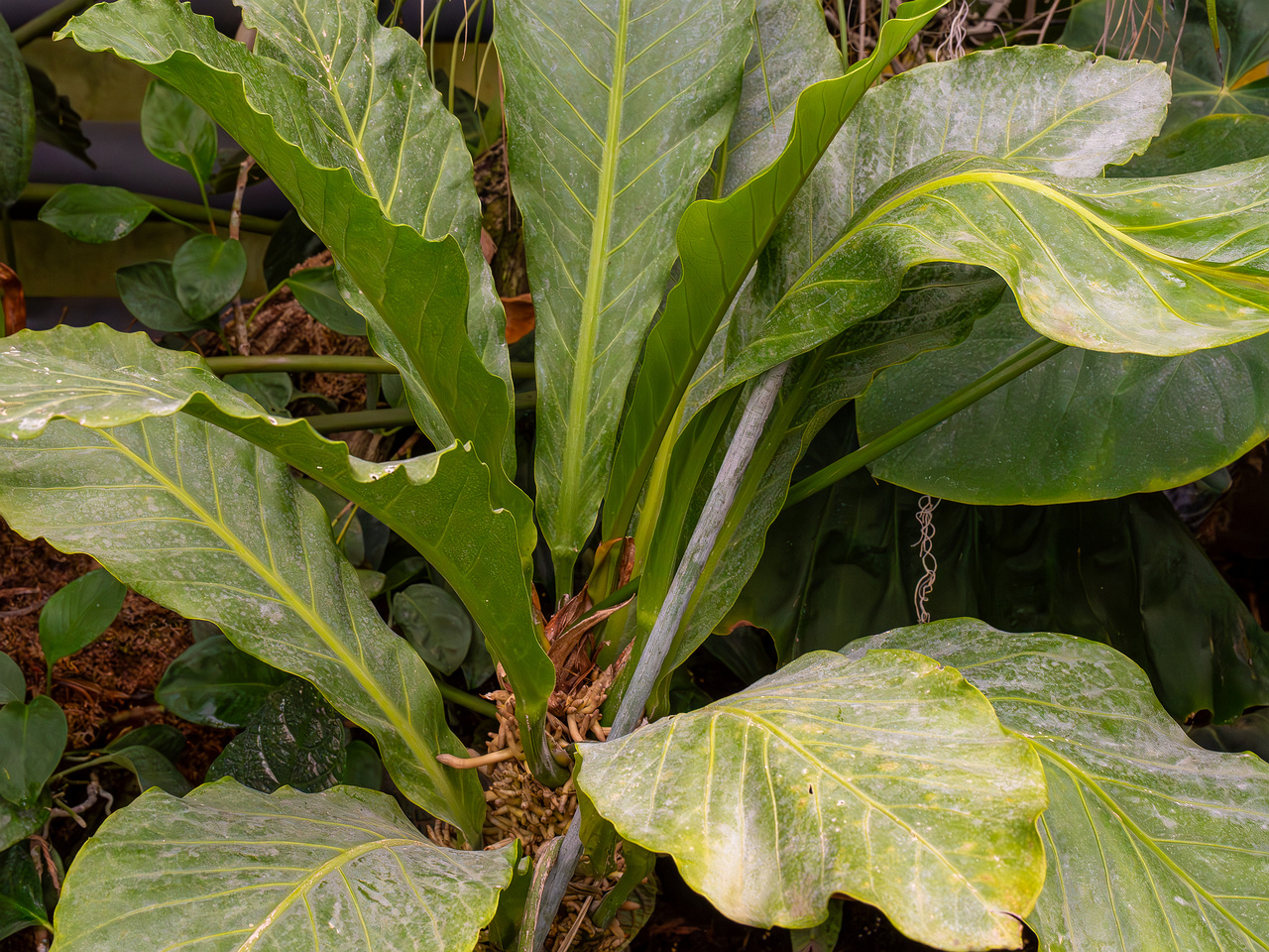 Anthurium hookeri _2025-04-12_1-7