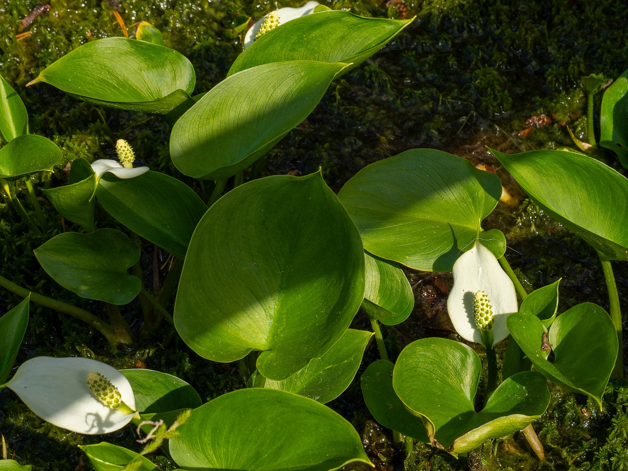 !Arum maculatum _2025-06-07_1-3