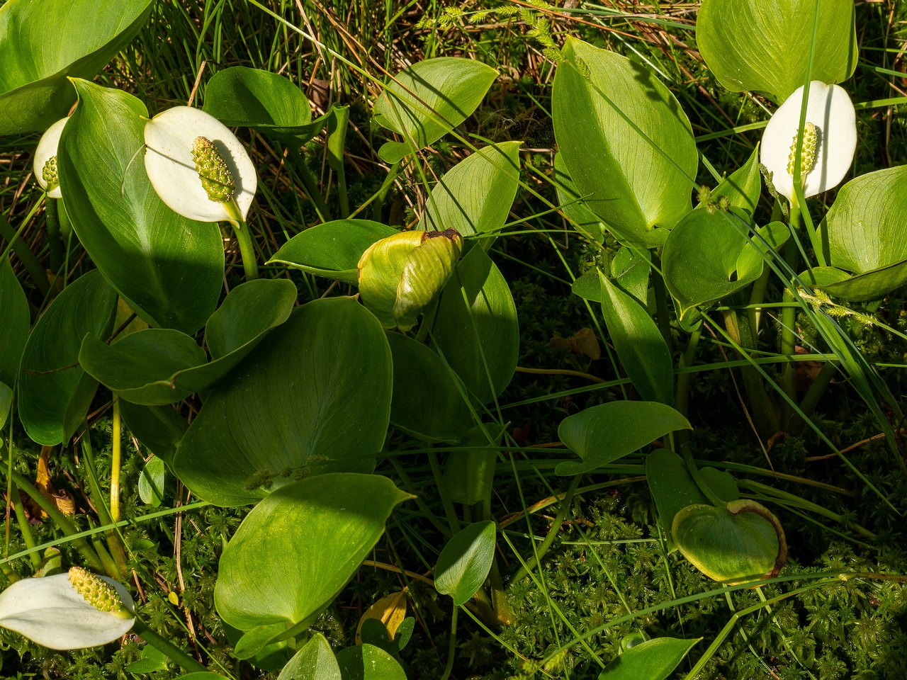 Arum maculatum _2025-06-07_1-1