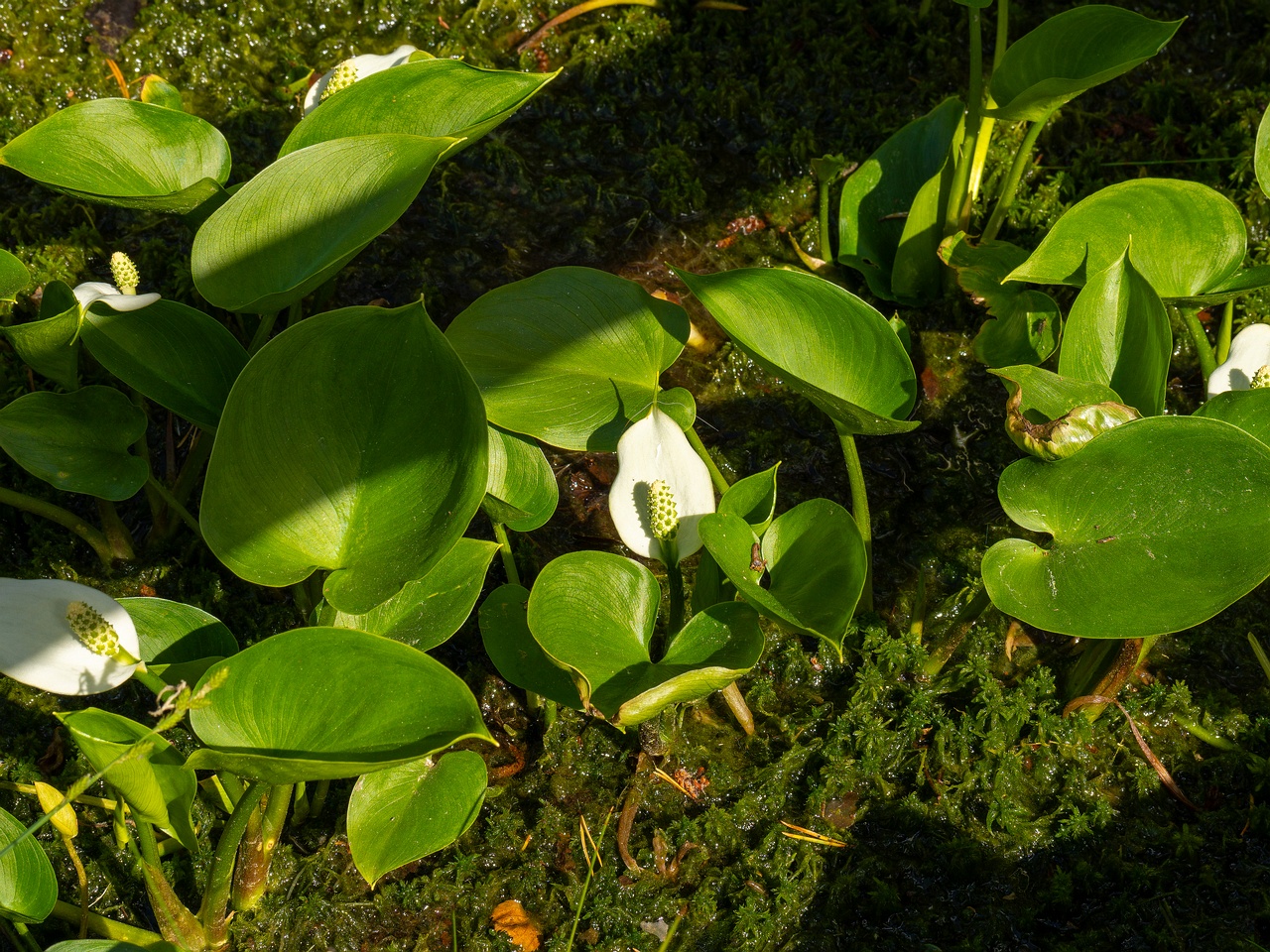 Arum maculatum _2025-06-07_1-2
