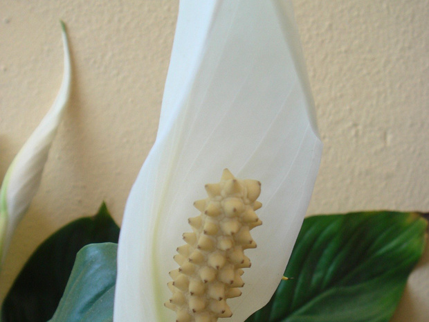 Белокрыльник болотный - Calla palustris