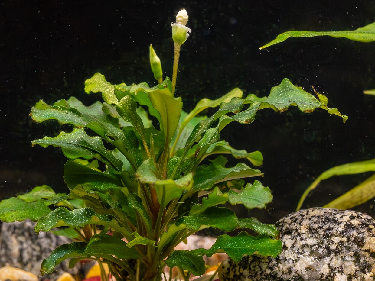 Буцефаландра карликовая 'Букит Келам' - Bucephalandra pygmaea 'Bukit Kelam'