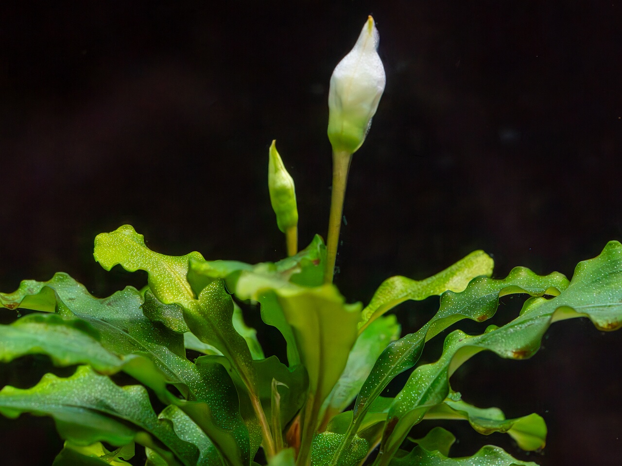 Bucephalandra pygmaea 'Bukit Kelam' _2025-11-23_1-4