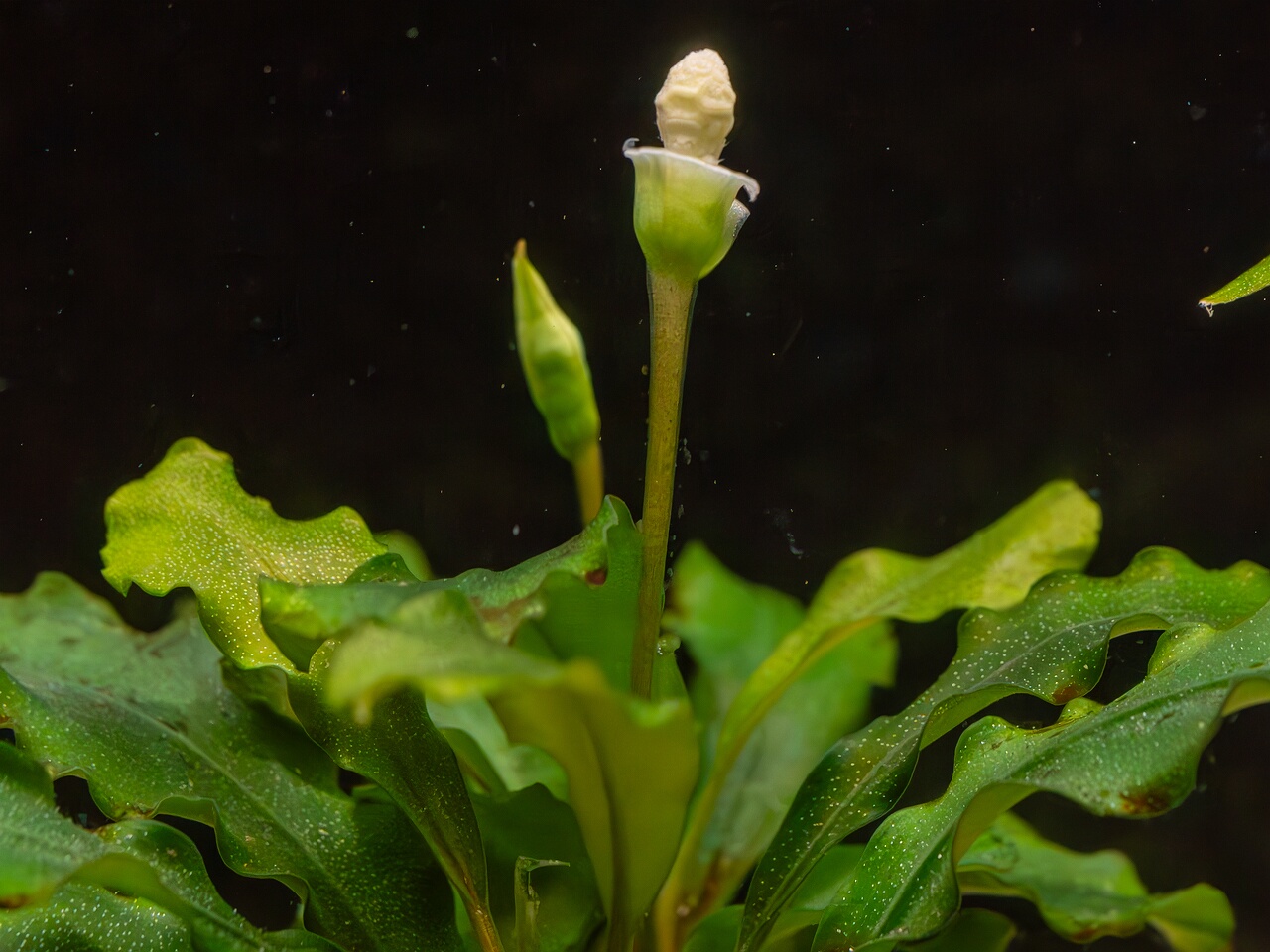 Bucephalandra pygmaea 'Bukit Kelam' _2025-11-23_1-5