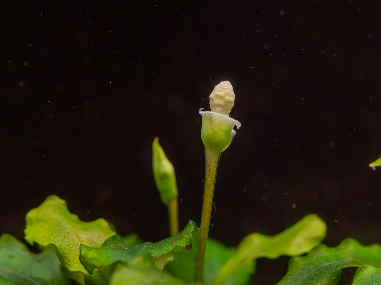 Bucephalandra pygmaea 'Bukit Kelam' _2025-11-23_1-7