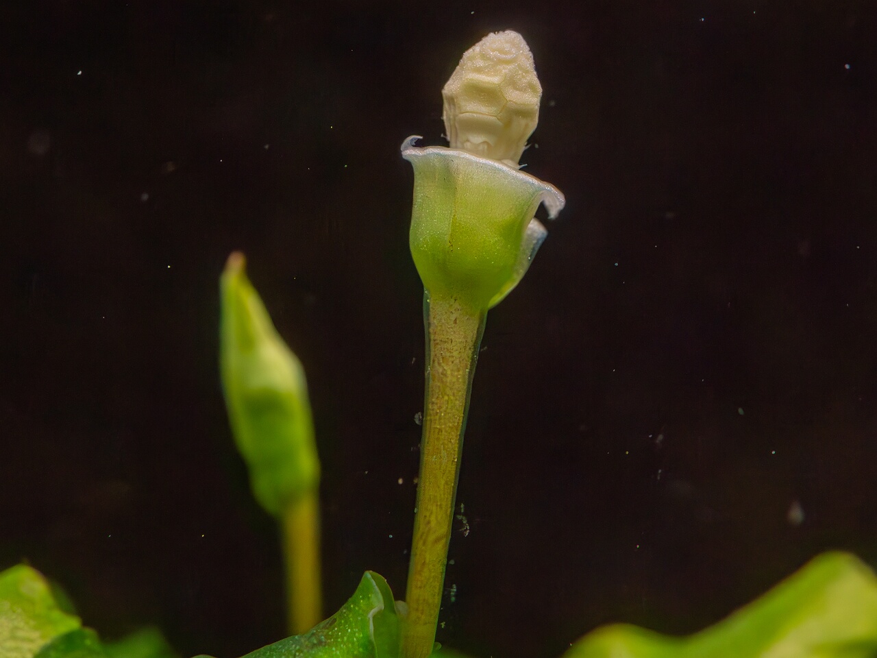 Bucephalandra pygmaea 'Bukit Kelam' _2025-11-23_1-8