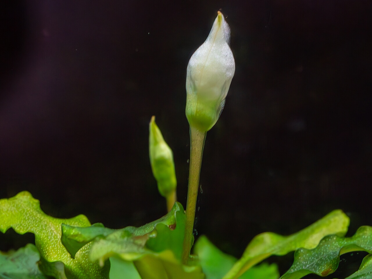 Bucephalandra pygmaea 'Bukit Kelam' _2025-11-23_1