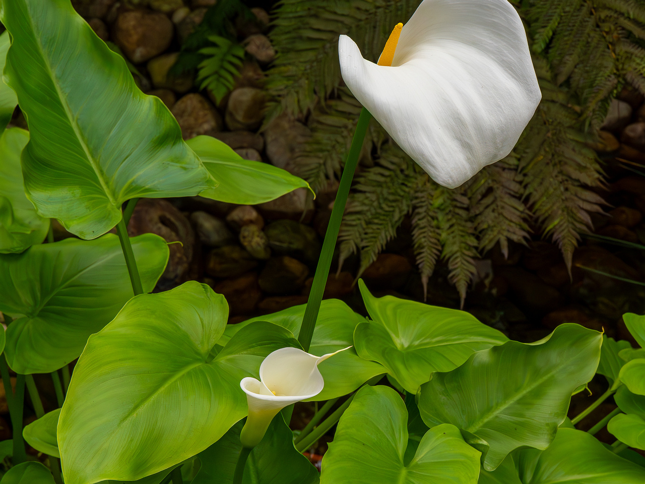 Zantedeschia aethiopica _2025-04-12_1-1