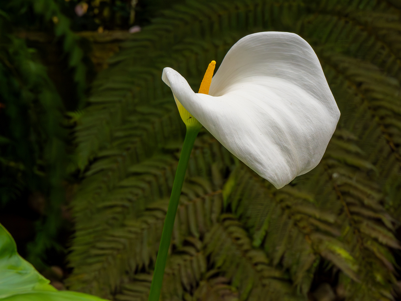 Zantedeschia aethiopica _2025-04-12_1-2