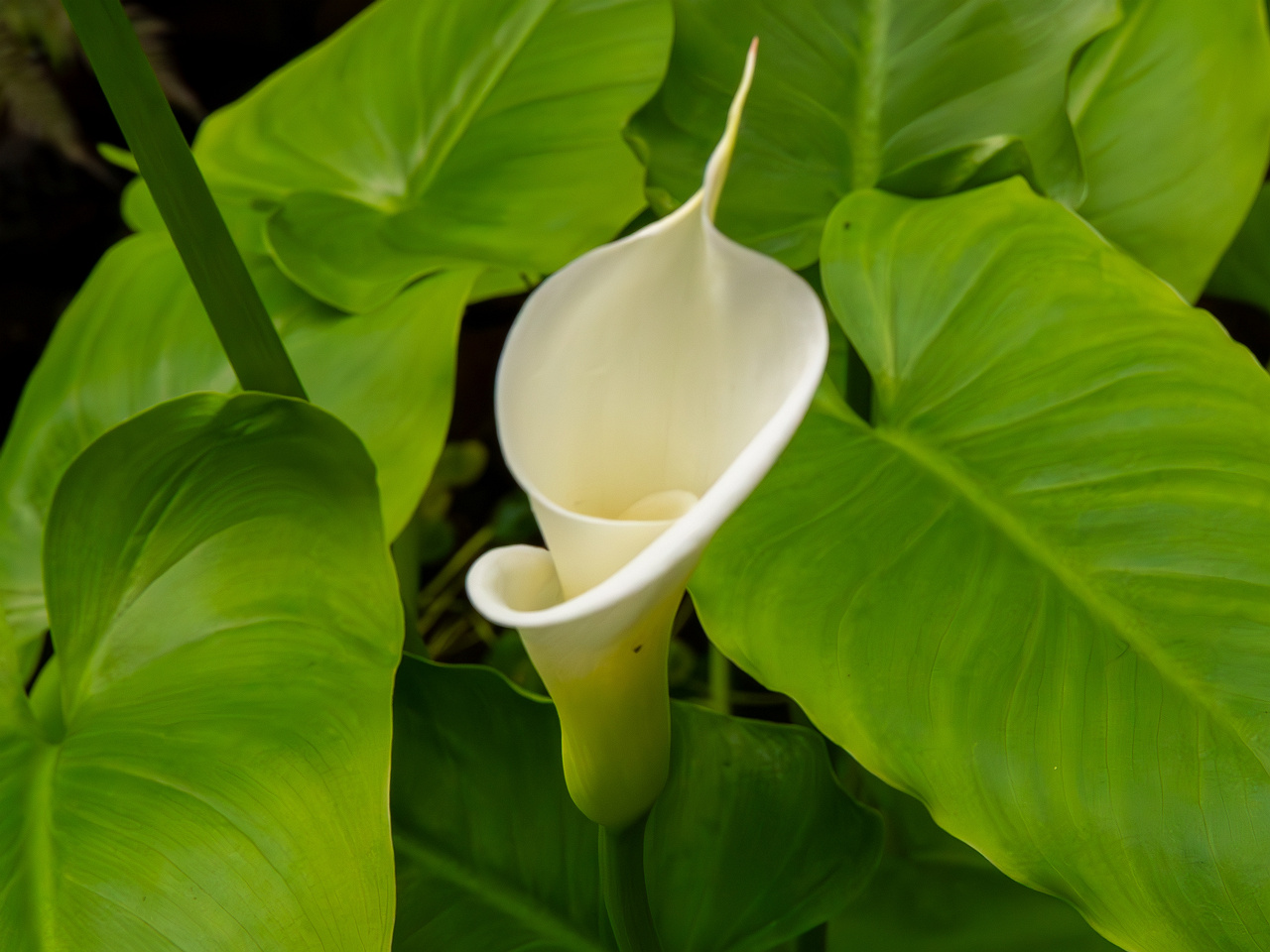Zantedeschia aethiopica _2025-04-12_1-3