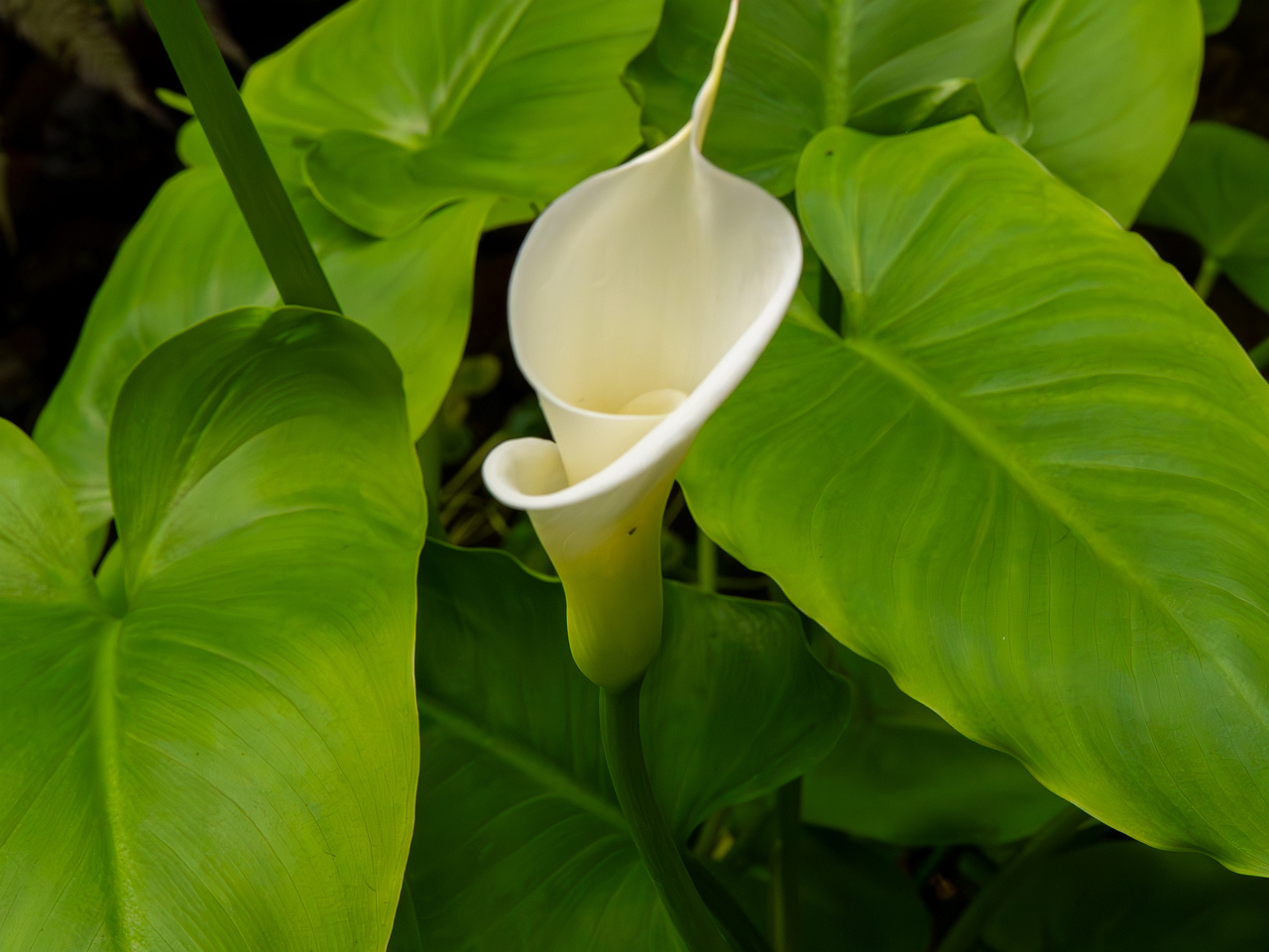 Zantedeschia aethiopica _2025-04-12_1-4