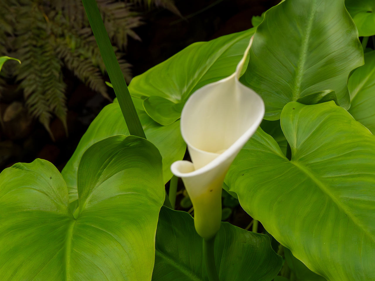 Zantedeschia aethiopica _2025-04-12_1-5