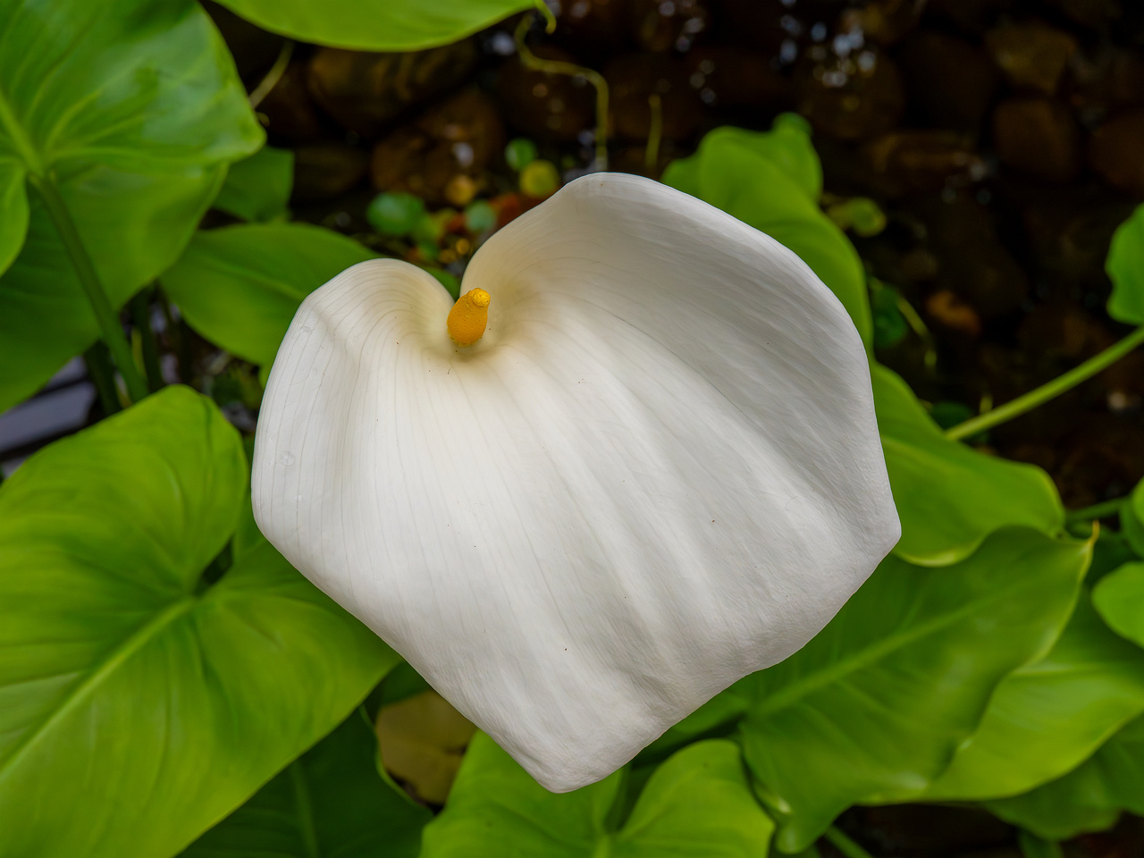 Zantedeschia aethiopica _2025-04-12_1-6