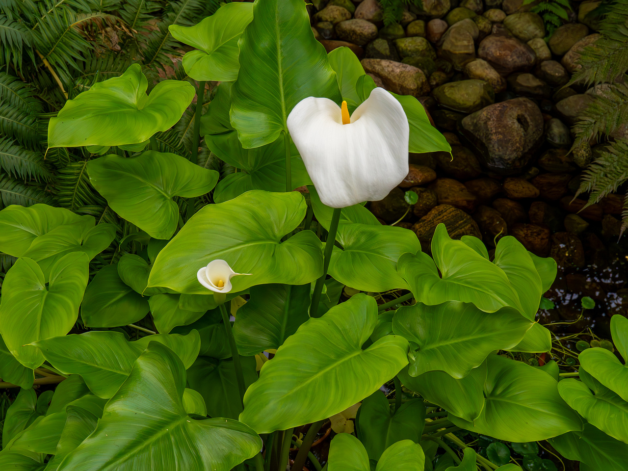 Zantedeschia aethiopica _2025-04-12_1-7