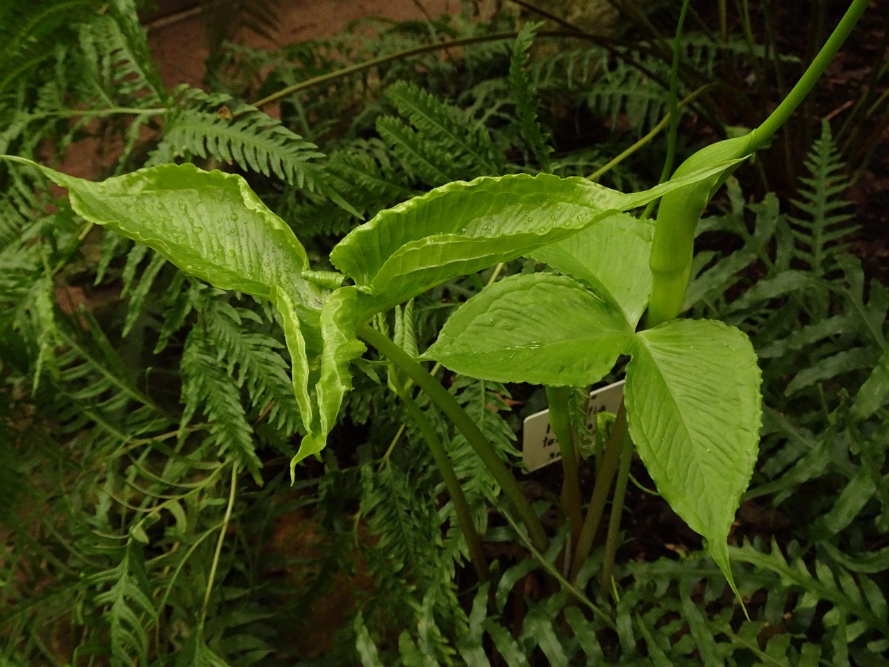 DSC01550
