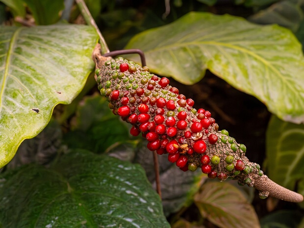Антуриум Хукера - Anthurium hookeri