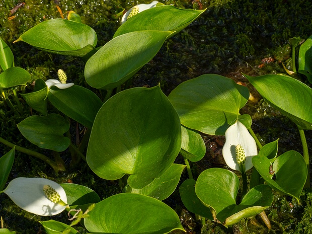 Аронник пятнистый - Arum maculatum