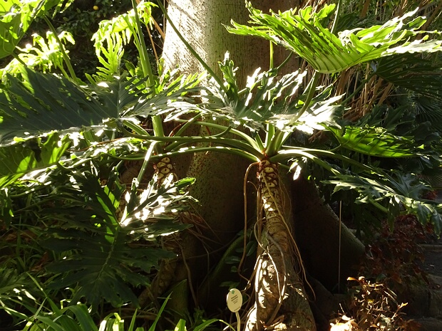 Филодендрон двоякоперистый - Philodendron bipinnatifidum