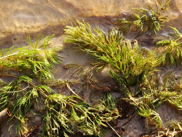 Водокрасовые - Hydrocharitaceae