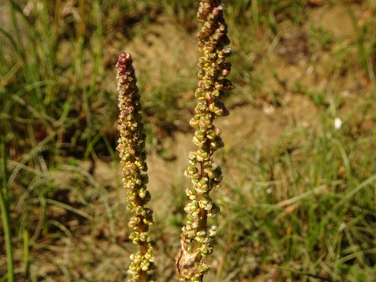 0DSC08250