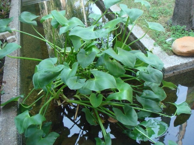 DSC04253