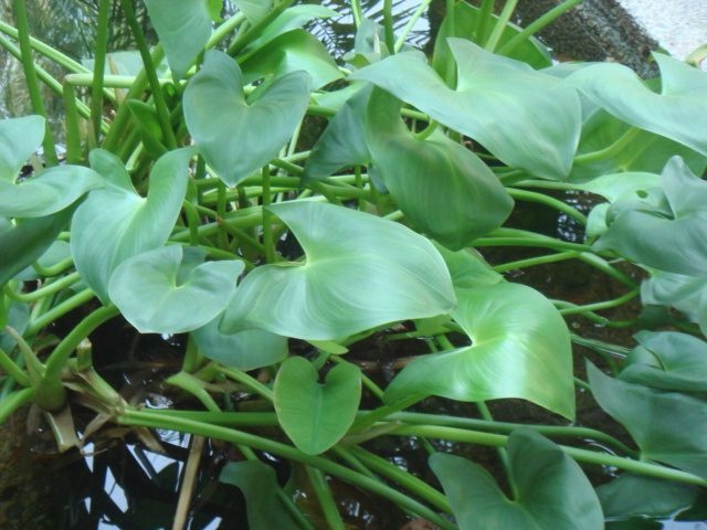 DSC04254