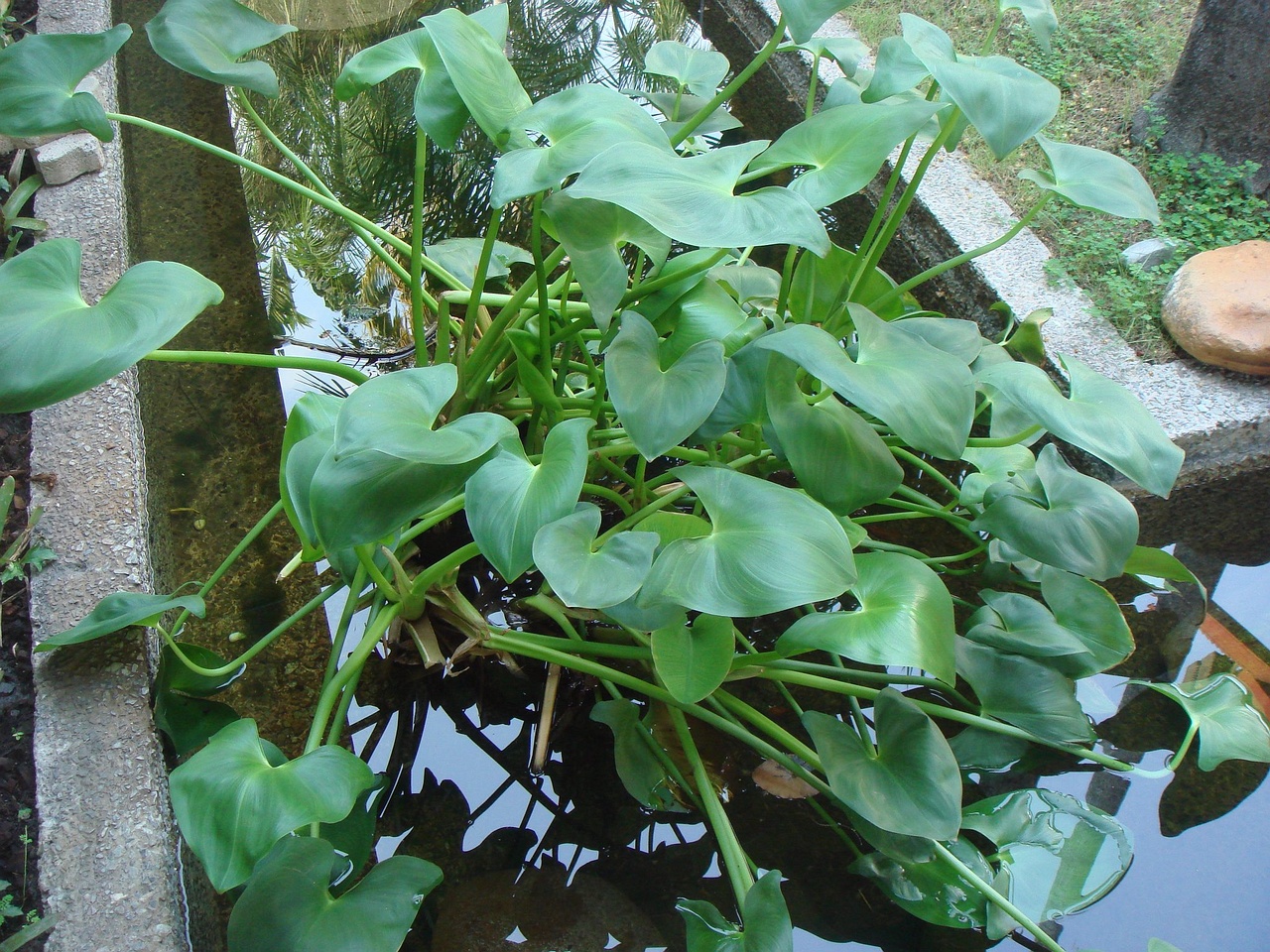 DSC04290