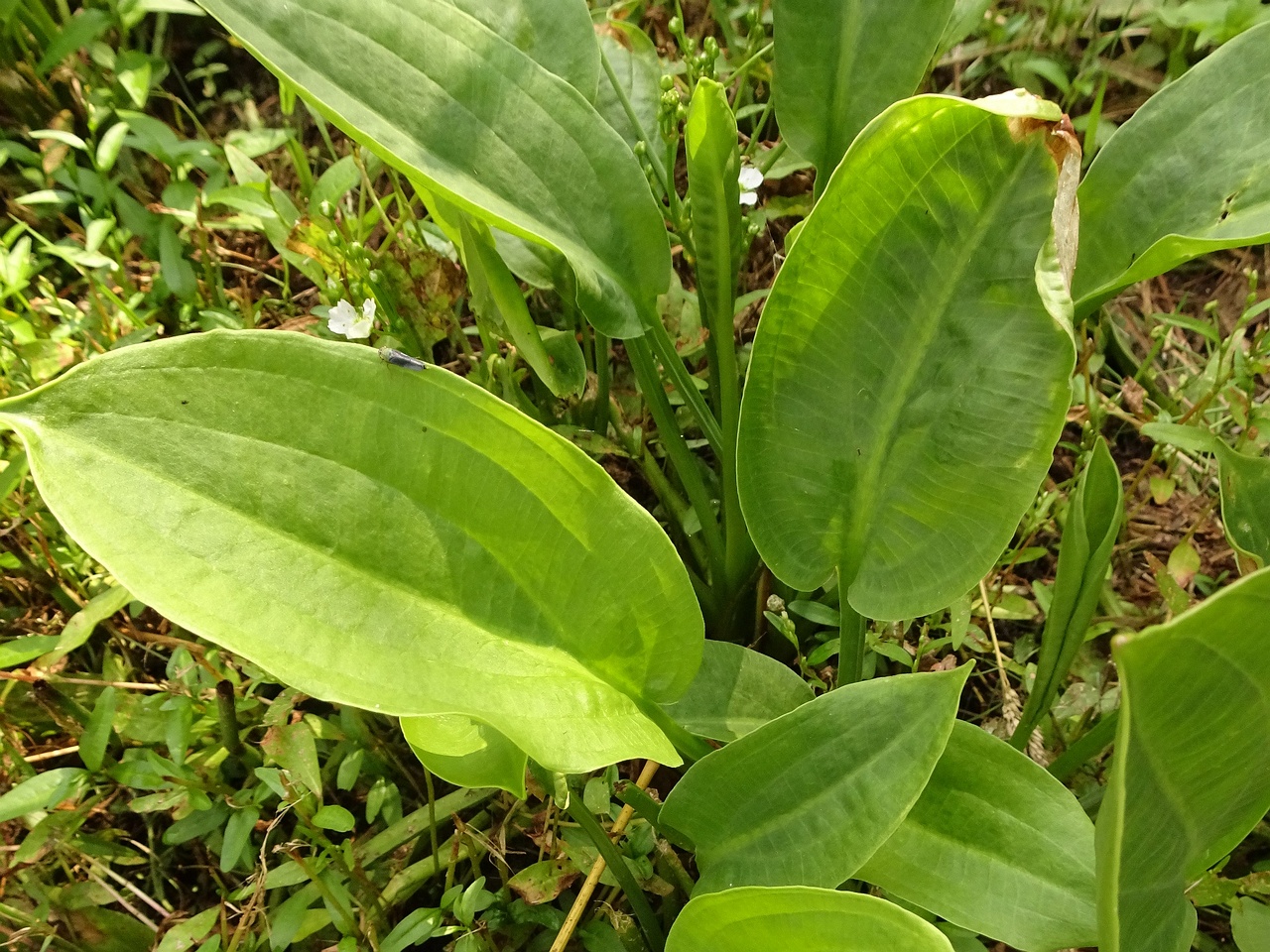 DSC04204